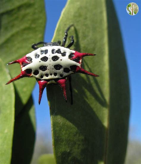 spider with red spikes